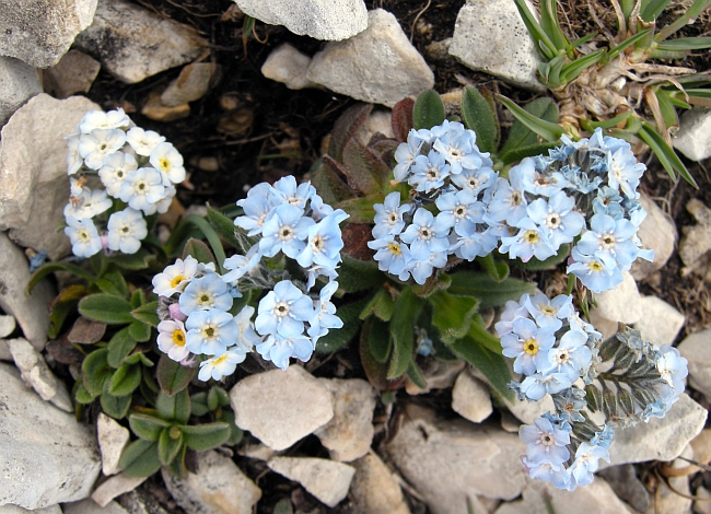 Myosotis sp.